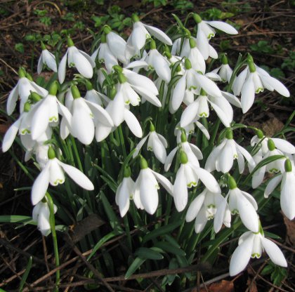 Galanthus nivalis